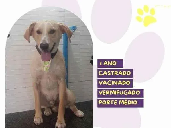 Cachorro ra a SRD-ViraLata idade 2 a 6 meses nome Lyon