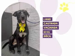 Cachorro raça SRD-ViraLata idade 1 ano nome Susy