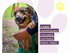 Cachorro raça SRD-ViraLata idade 1 ano nome Maraisa