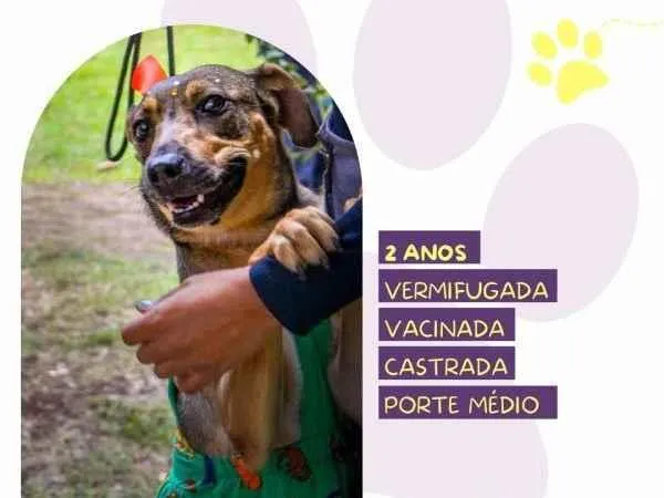 Cachorro ra a SRD-ViraLata idade 1 ano nome Maraisa