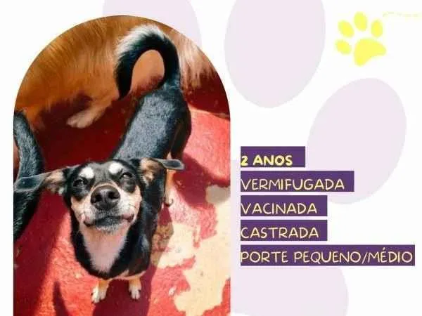 Cachorro ra a SRD-ViraLata idade 1 ano nome Luna