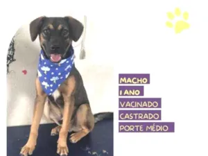 Cachorro raça SRD-ViraLata idade 1 ano nome Duque