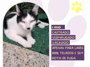 Gato raça SRD-ViraLata idade 2 a 6 meses nome Duu