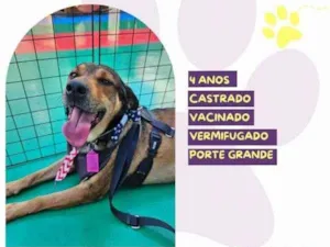 Cachorro raça SRD-ViraLata idade 1 ano nome Pluto