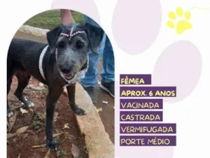 Cachorro raça SRD-ViraLata idade 1 ano nome EmÃ­lia