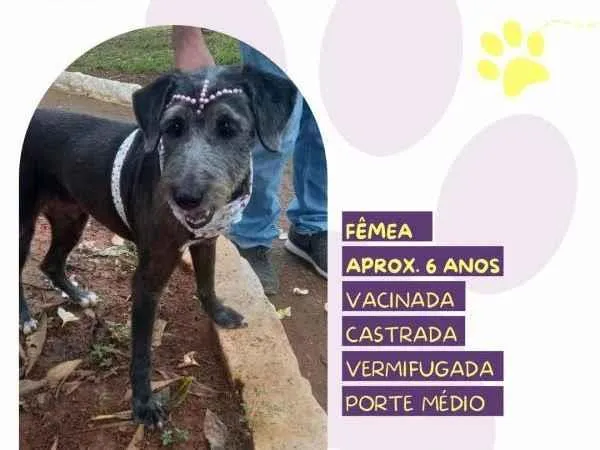 Cachorro ra a SRD-ViraLata idade 1 ano nome EmÃ­lia