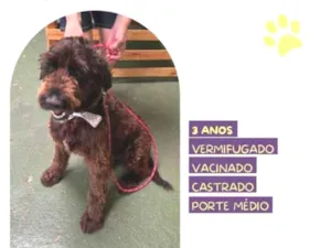 Cachorro raça SRD-ViraLata idade 1 ano nome Black