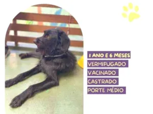 Cachorro raça SRD-ViraLata idade 1 ano nome Nick