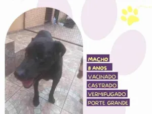 Cachorro raça SRD-ViraLata idade 1 ano nome LukÃ£o