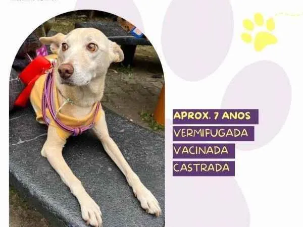 Cachorro ra a SRD-ViraLata idade 1 ano nome Princesa