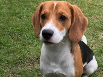 Cachorro raça SRD-ViraLata idade 5 anos nome THEO
