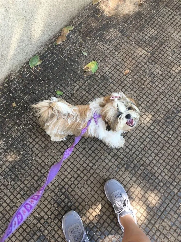 Cachorro ra a Shitzu idade 2 a 6 meses nome Mel