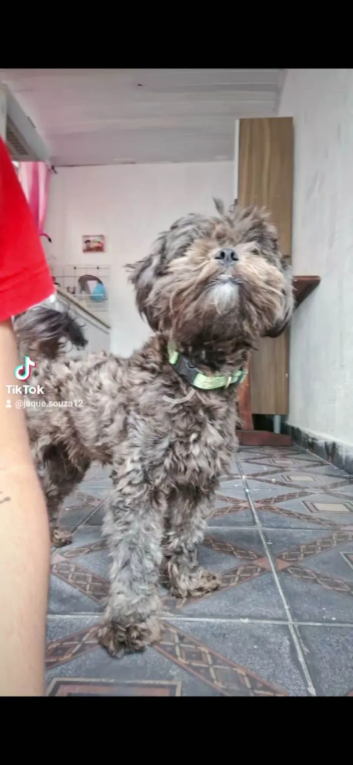 Cachorro ra a Lhasa Apso idade 3 anos nome FRED