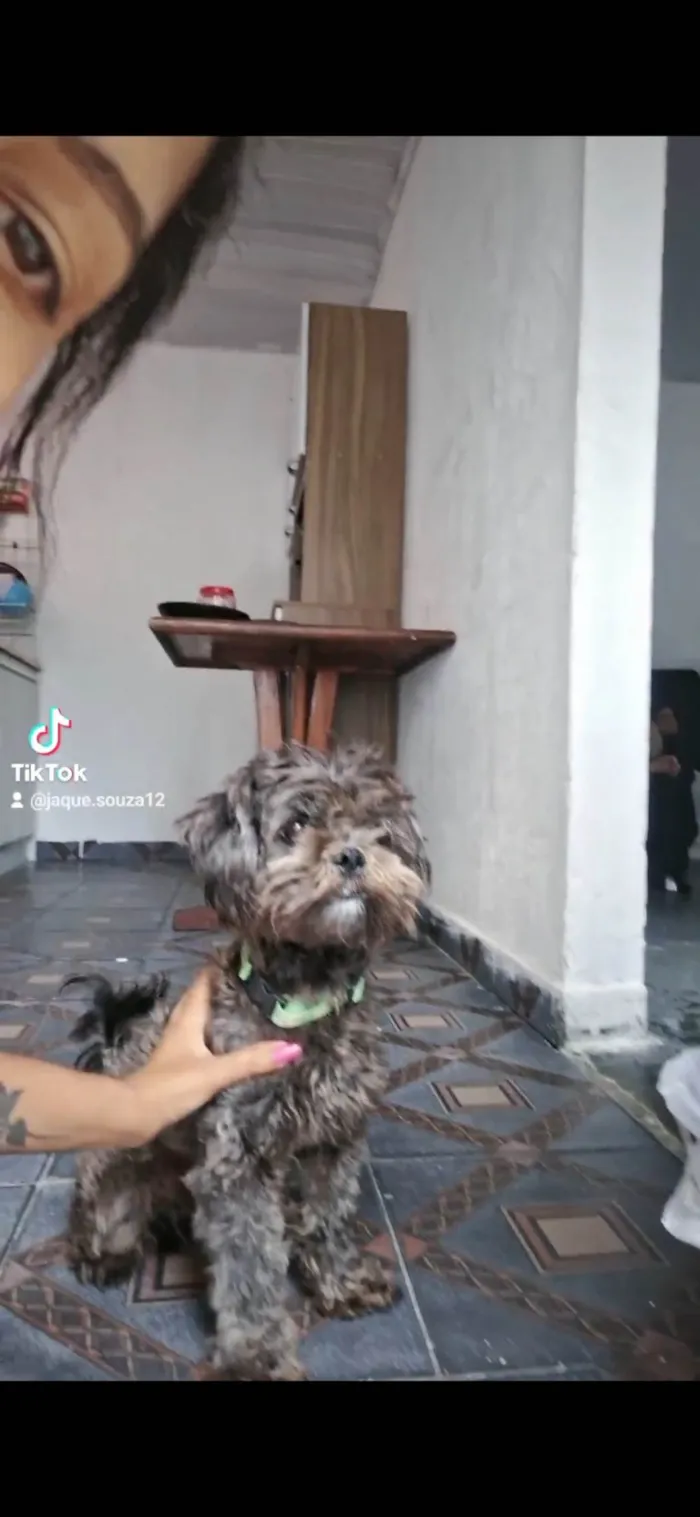 Cachorro ra a Lhasa Apso idade 3 anos nome FRED