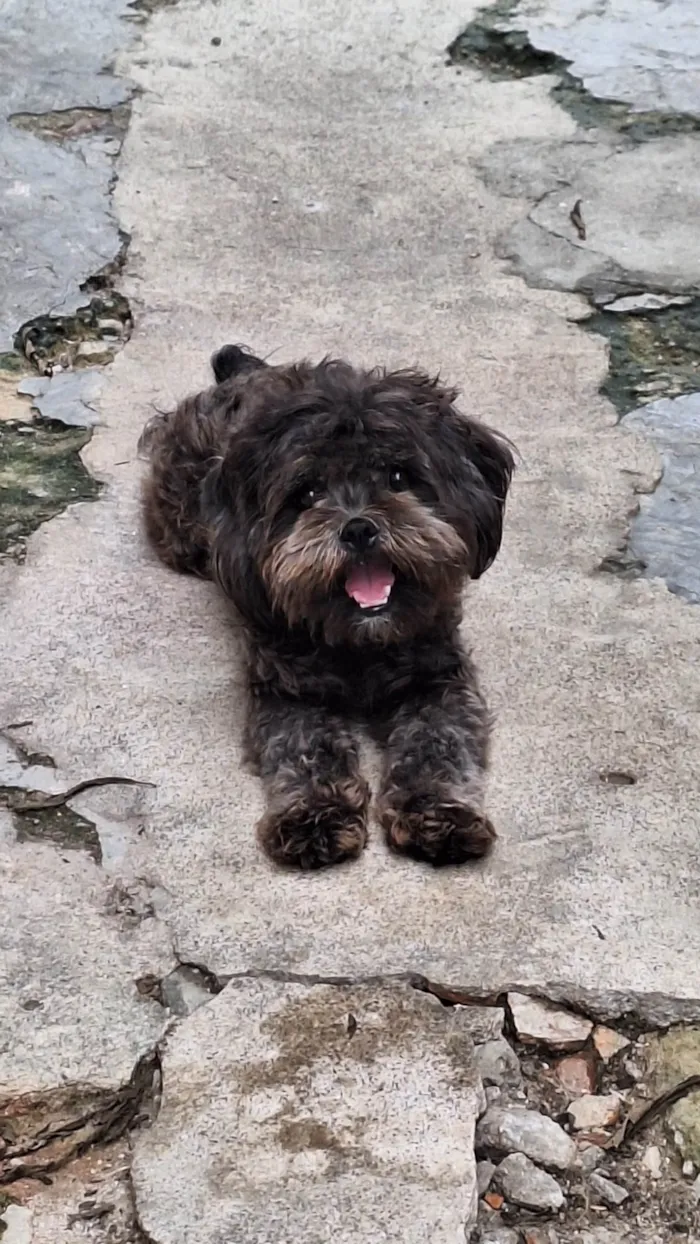 Cachorro ra a Lhasa Apso idade 3 anos nome FRED