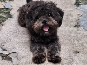 Cachorro raça Lhasa Apso idade 3 anos nome FRED