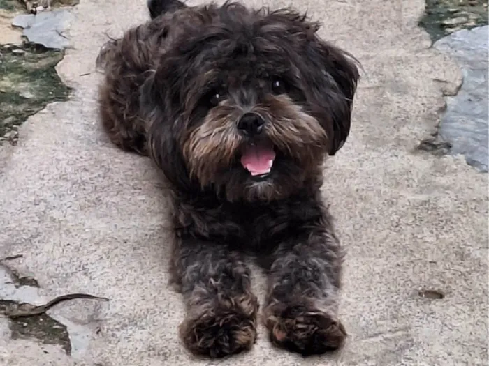 Cachorro ra a Lhasa Apso idade 3 anos nome FRED