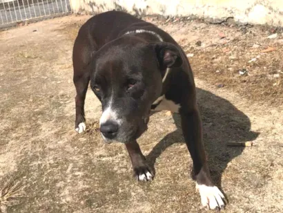 Cachorro raça Pit-Bull idade 3 anos nome Kira