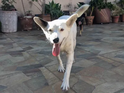 Cachorro raça SRD-ViraLata idade 2 anos nome Pucca