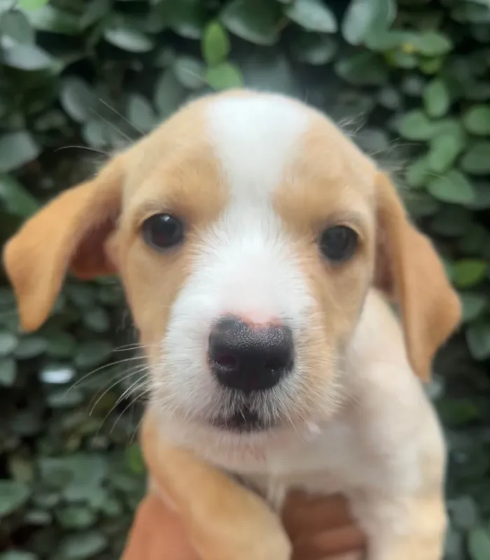 Cachorro ra a SRD-ViraLata idade 2 a 6 meses nome Rita