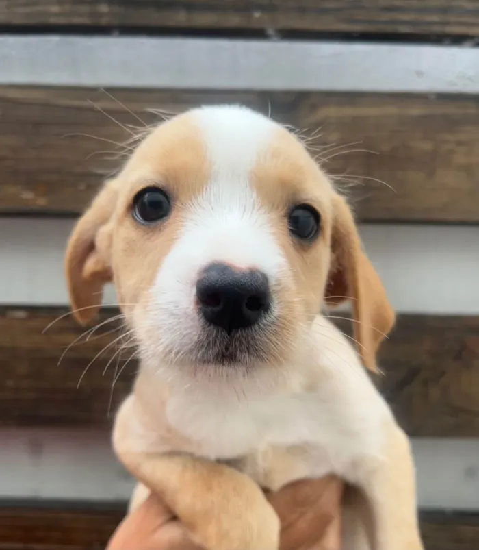 Cachorro ra a SRD-ViraLata idade 2 a 6 meses nome Rita