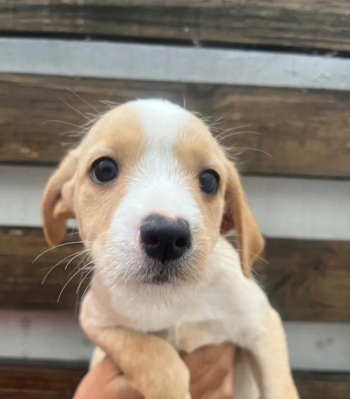 Cachorro ra a SRD-ViraLata idade 2 a 6 meses nome Rita