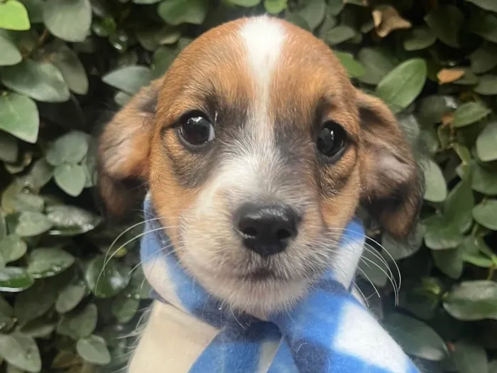 Cachorro ra a SRD-ViraLata idade 2 a 6 meses nome Roberto 