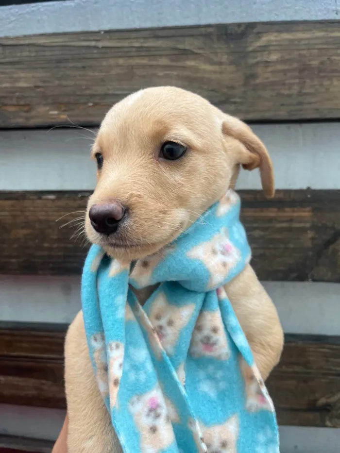 Cachorro ra a SRD-ViraLata idade 2 a 6 meses nome Ricardo