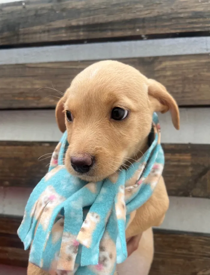 Cachorro ra a SRD-ViraLata idade 2 a 6 meses nome Ricardo