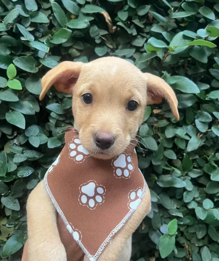 Cachorro ra a SRD-ViraLata idade 2 a 6 meses nome Ricardo