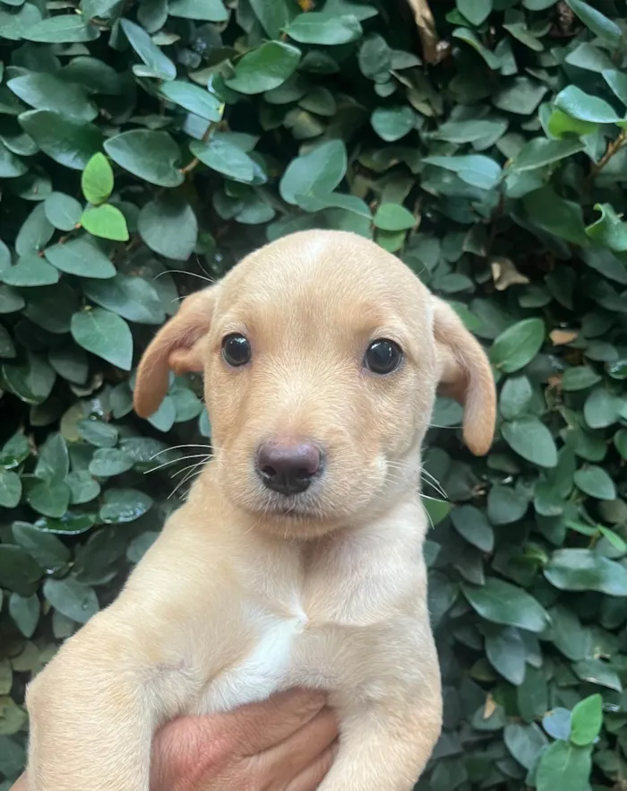 Cachorro ra a SRD-ViraLata idade 2 a 6 meses nome Ricardo