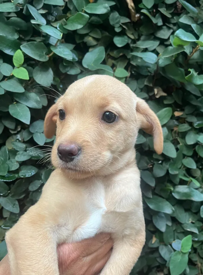 Cachorro ra a SRD-ViraLata idade 2 a 6 meses nome Ricardo