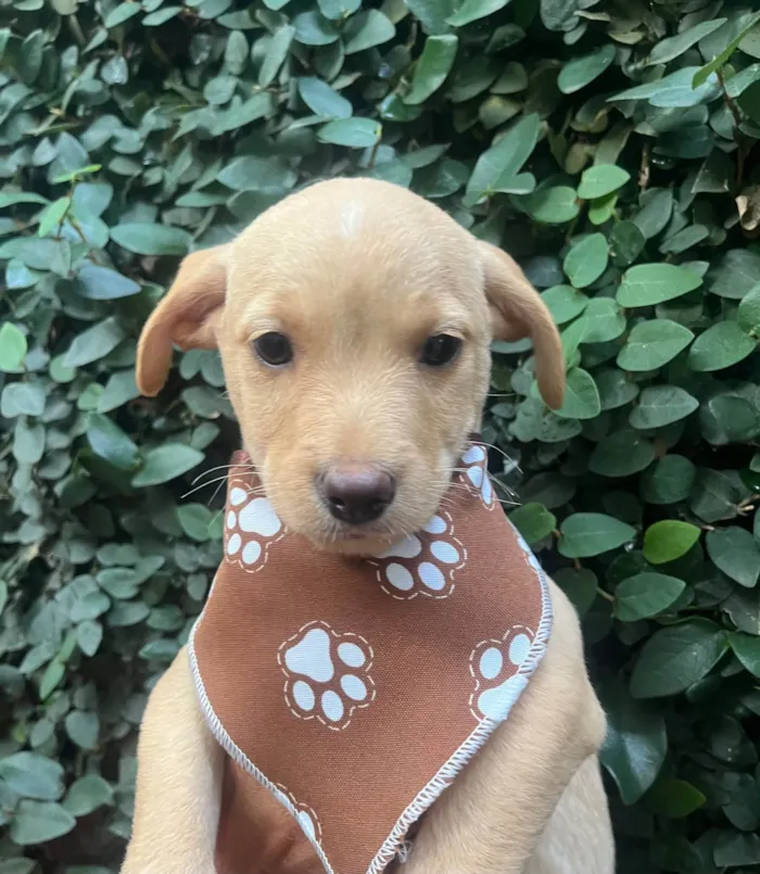 Cachorro ra a SRD-ViraLata idade 2 a 6 meses nome Ricardo