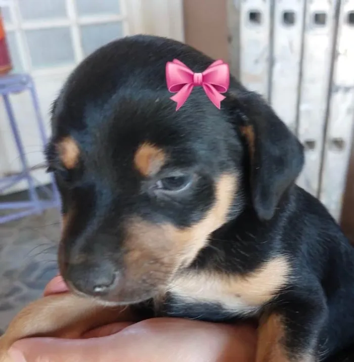 Cachorro ra a SRD-ViraLata idade Abaixo de 2 meses nome Brenda 