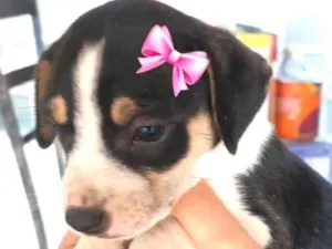 Cachorro raça SRD-ViraLata idade 2 a 6 meses nome Sofia 