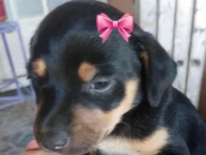 Cachorro raça SRD-ViraLata idade Abaixo de 2 meses nome Brenda 