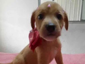 Cachorro raça SRD-ViraLata idade Abaixo de 2 meses nome Jasmine
