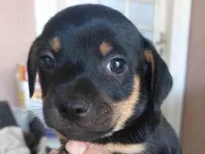 Cachorro raça SRD-ViraLata idade Abaixo de 2 meses nome Charlie 