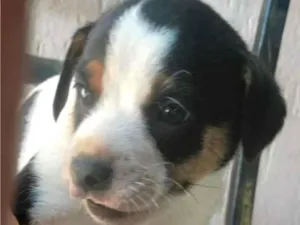 Cachorro raça SRD-ViraLata idade Abaixo de 2 meses nome Fred 
