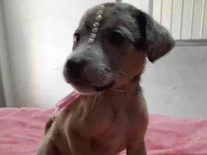 Cachorro raça SRD-ViraLata idade Abaixo de 2 meses nome Zoe