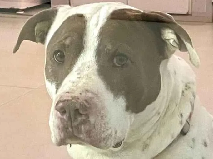 Cachorro ra a Pit-Bull idade 6 ou mais anos nome Hércules 