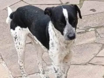 Cachorro ra a SRD-ViraLata idade 2 anos nome Chico