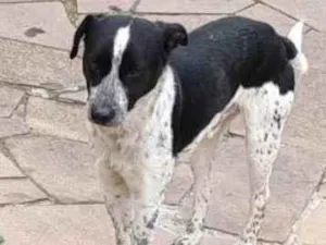 Cachorro raça SRD-ViraLata idade 2 anos nome Chico