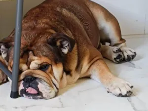 Cachorro raça Bulldog idade 2 anos nome Bob