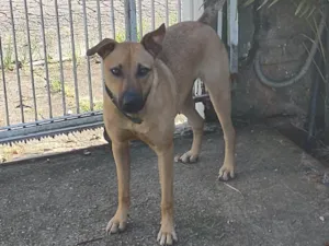 Cachorro raça SRD-ViraLata idade 7 a 11 meses nome Pipoca