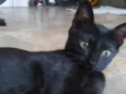 Gato macho preto