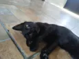 Gato macho preto