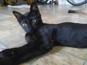Gato raça SRD-ViraLata idade 2 a 6 meses nome Gato macho preto