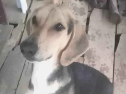 Cachorro raça Foxhold Americano  idade 2 a 6 meses nome Sherek 