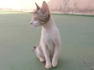 Gato raça SRD-ViraLata idade 2 a 6 meses nome Gatinha tricolor - Três Meses - Castração e vacinação garantidas